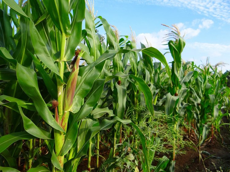 Organic Corn for sale
