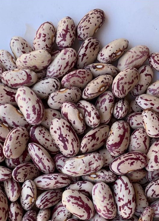 Wholesale Suppliers of Sugar Beans Tanzania