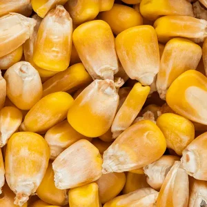 Buy bulk yellow corn from Tanzania