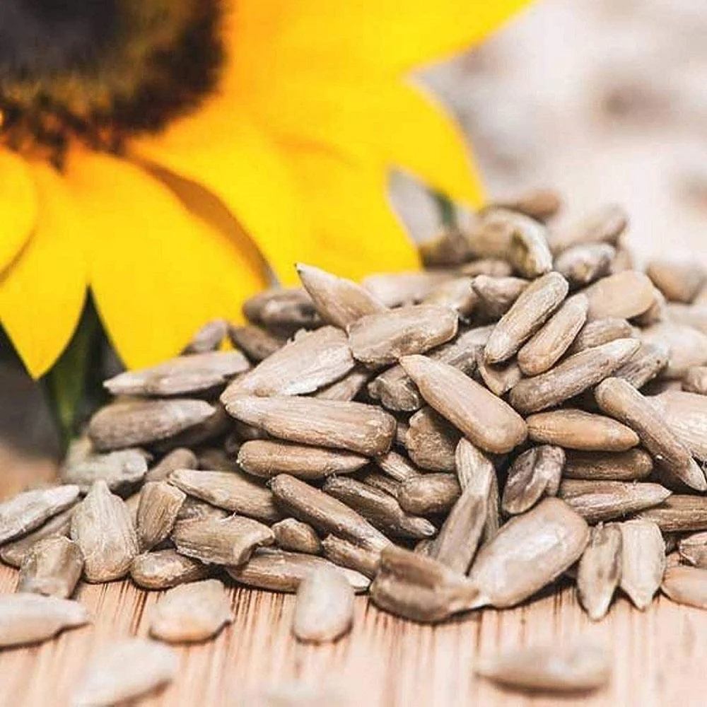Buy Sunflower Seeds Wholesale
